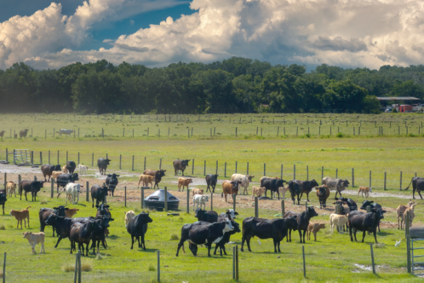 João Eustáquio De Almeida Junior mostra como a pastagem sustentável aliada à inovação cria um equilíbrio real entre alta produtividade e preservação ambiental.