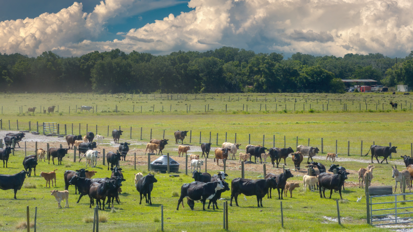 João Eustáquio De Almeida Junior mostra como a pastagem sustentável aliada à inovação cria um equilíbrio real entre alta produtividade e preservação ambiental.