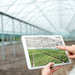 A decisão no tempo certo como fator decisivo para a safra com Alfredo Moreira Filho.