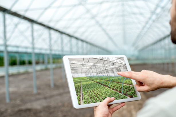 A decisão no tempo certo como fator decisivo para a safra com Alfredo Moreira Filho.