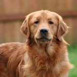 Cães Farejadores e o Avanço da Ciência na Detecção Precoce de Doenças no Espírito Santo