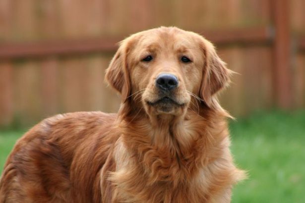 Cães Farejadores e o Avanço da Ciência na Detecção Precoce de Doenças no Espírito Santo