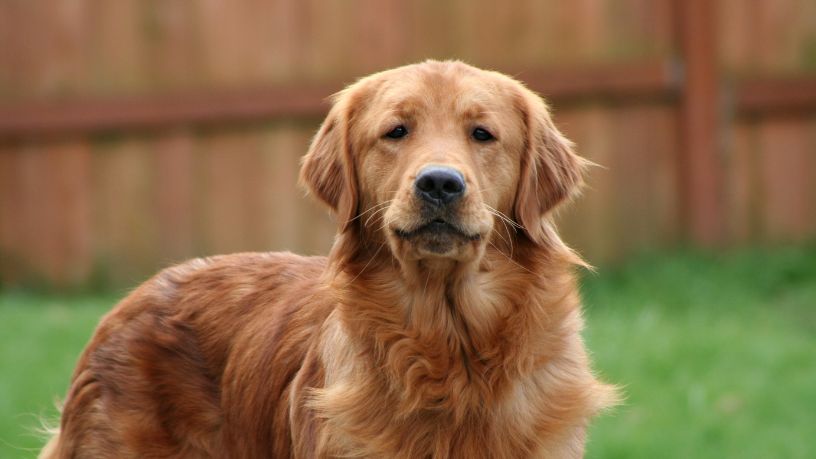 Cães Farejadores e o Avanço da Ciência na Detecção Precoce de Doenças no Espírito Santo